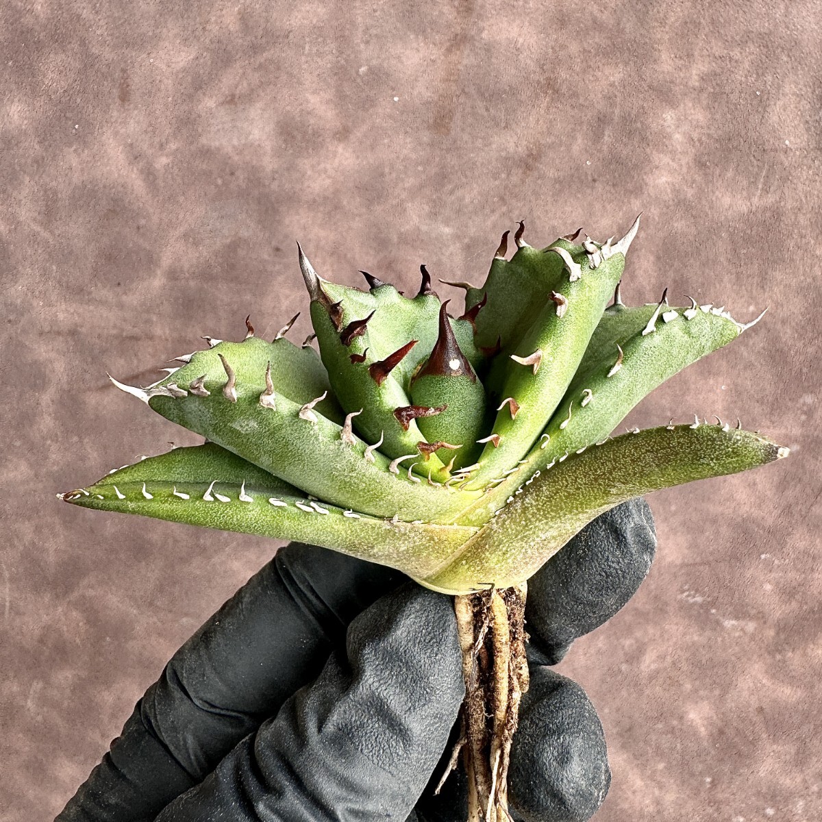 【Lj_plants】H27 アガベ チタノタ キューピッド/翼竜/agave titanota Cupid 強棘 極上美株の画像3