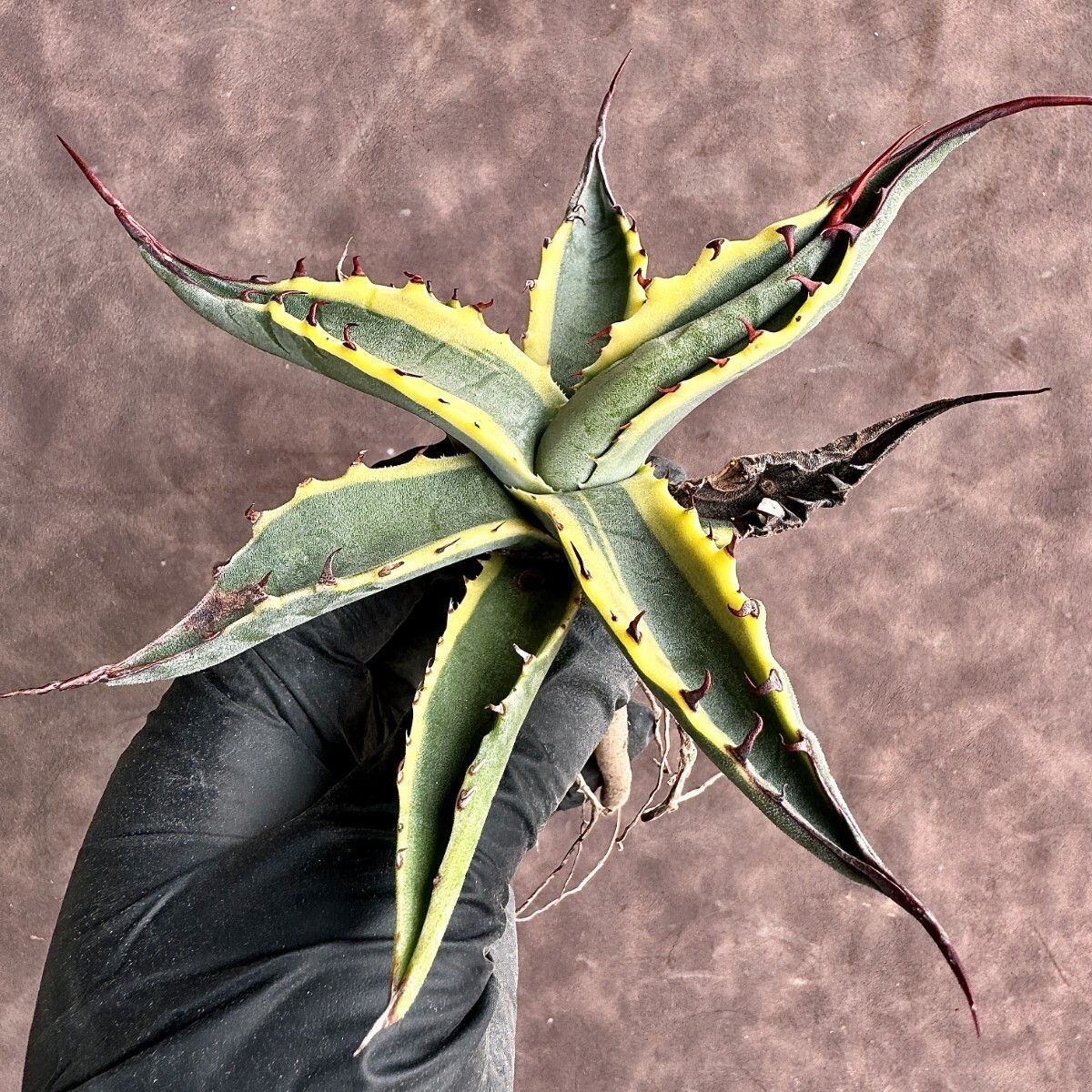 【Lj_plants】H58 アガベ スカブラ ショート 覆輪 agave scabs 極上美株_画像8