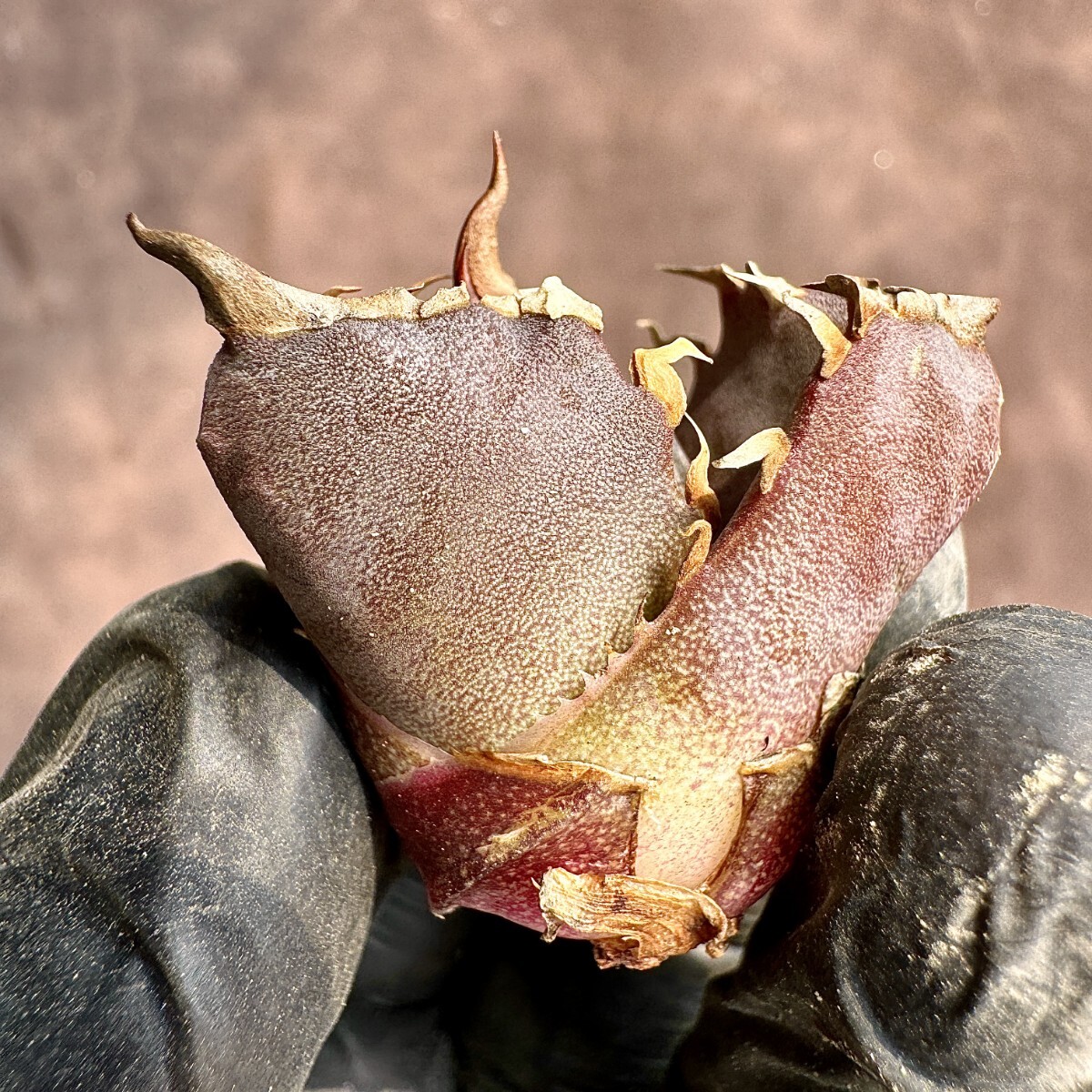 【Lj_plants】 H25 アガベ チタノタ 金剛 優良な血統 agave kingkong 極上子株の画像7