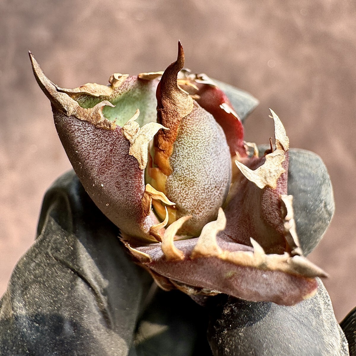 【Lj_plants】 H25 アガベ チタノタ 金剛 優良な血統 agave kingkong 極上子株の画像4