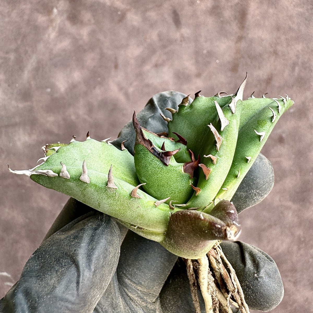【Lj_plants】H58 アガベ チタノタ キューピッド/翼竜/agave titanota Cupid 強棘 極上美株の画像5
