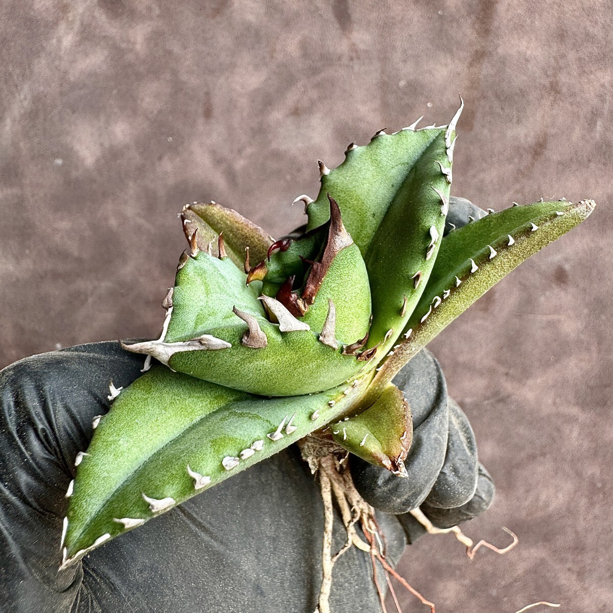 【Lj_plants】H58 アガベ チタノタ キューピッド/翼竜/agave titanota Cupid 強棘 極上美株の画像6