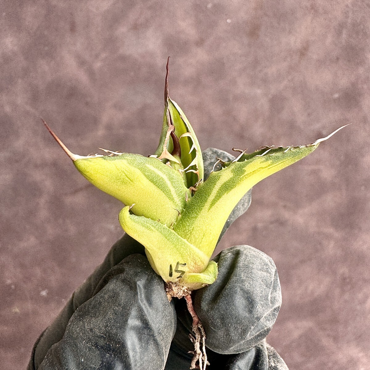 【Lj_plants】H115 アガベ ホリダ horrida錦 黄中斑 極上子株の画像10