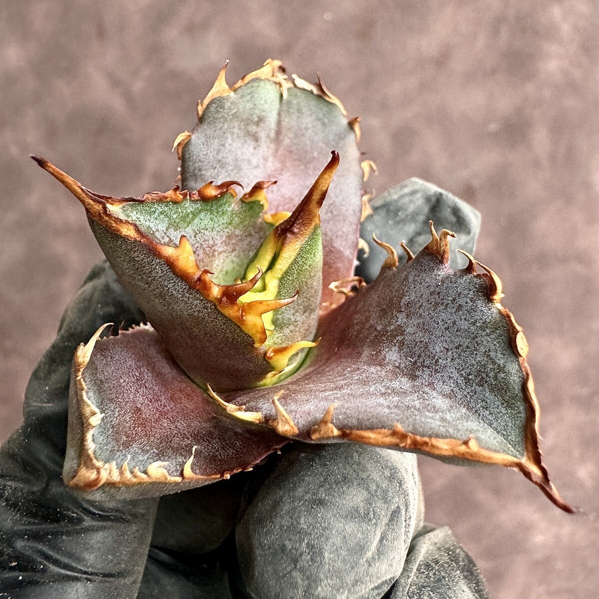 【Lj_plants】H119 アガベ チタノタ 金剛 Sクラスは希少株 agave kingkong 胴切 子株の画像7