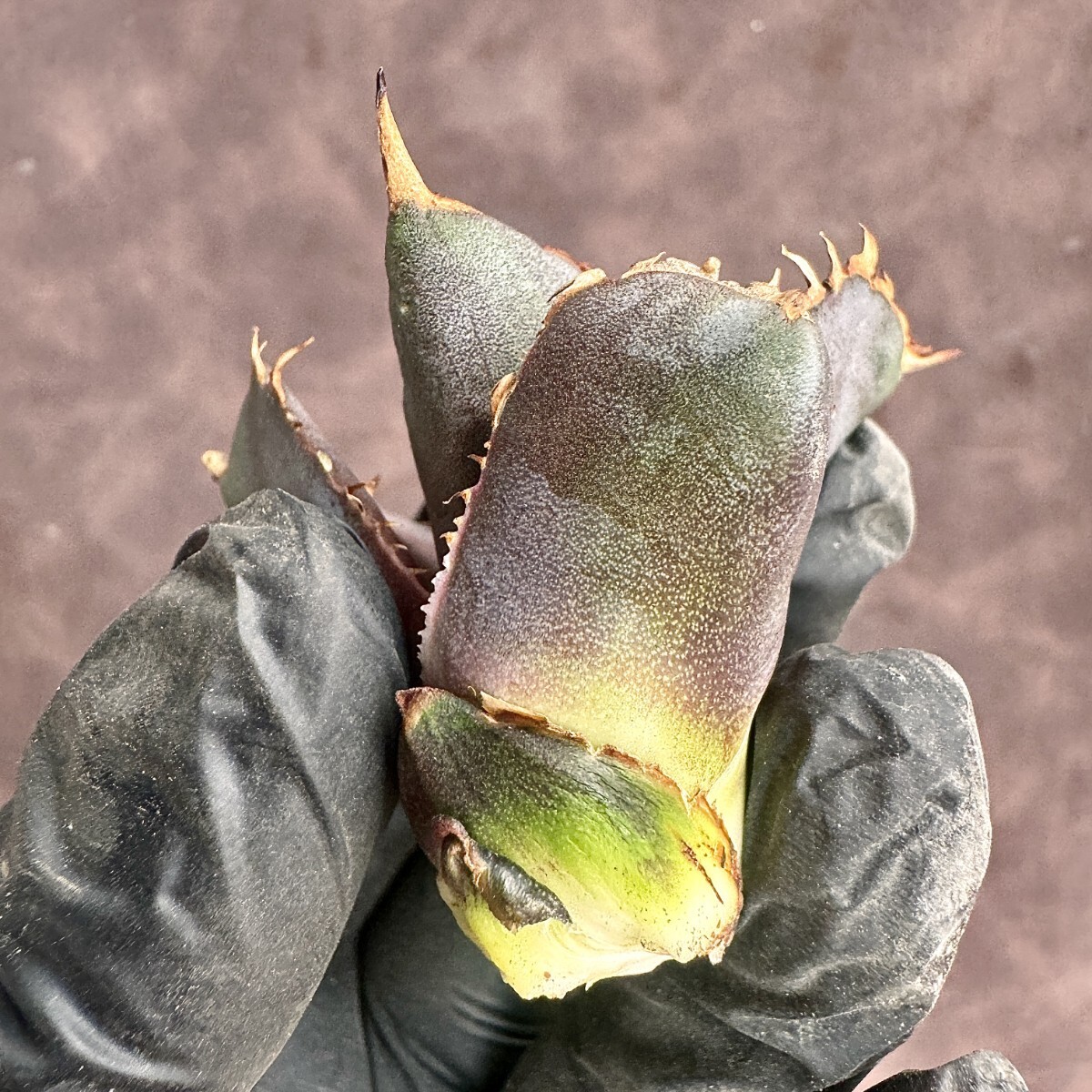 【Lj_plants】H119 アガベ チタノタ 金剛 Sクラスは希少株 agave kingkong 胴切 子株の画像10