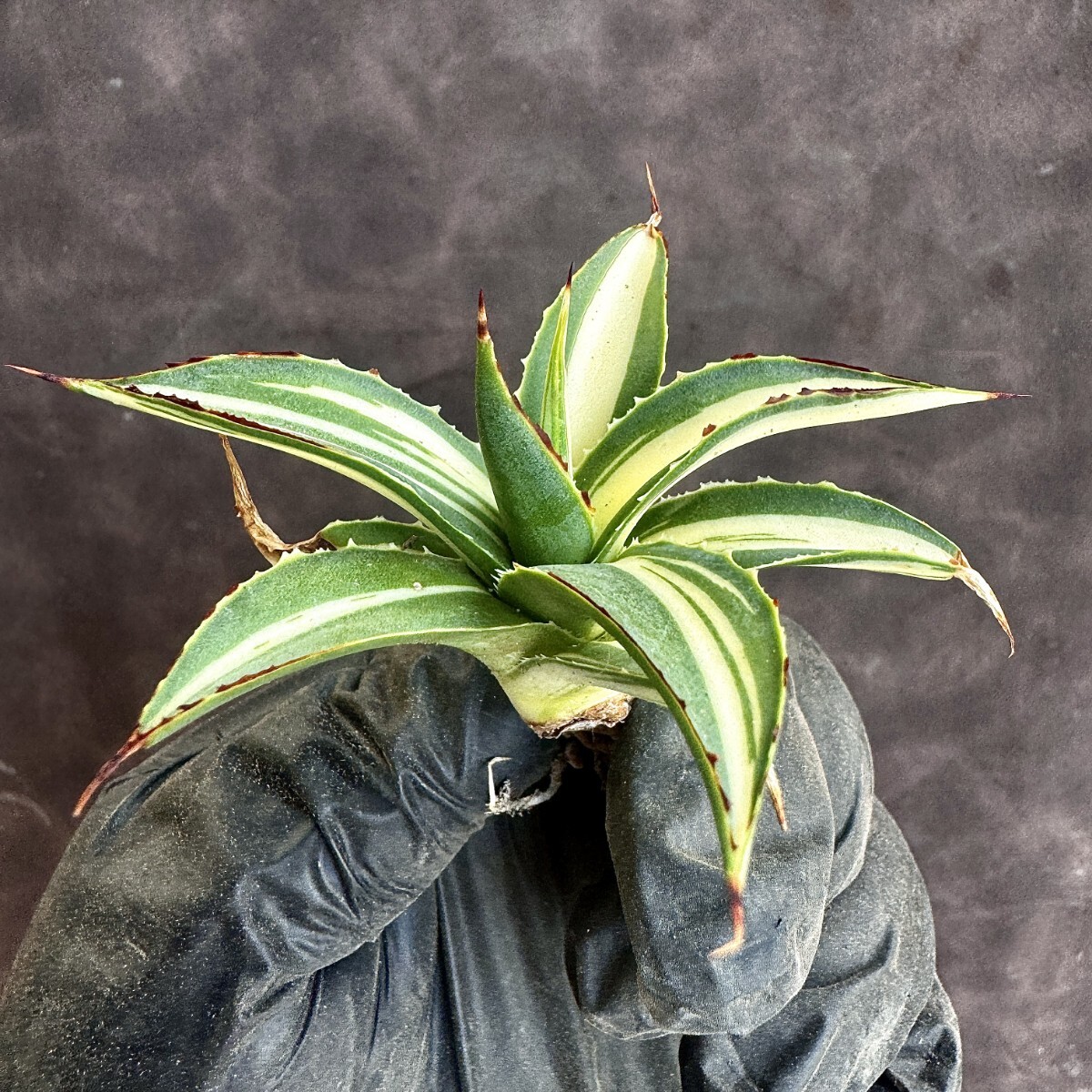 【Lj_plants】H145 多肉植物アガベ スノーグロー錦 黄中斑 優良な血統 極上子株の画像4