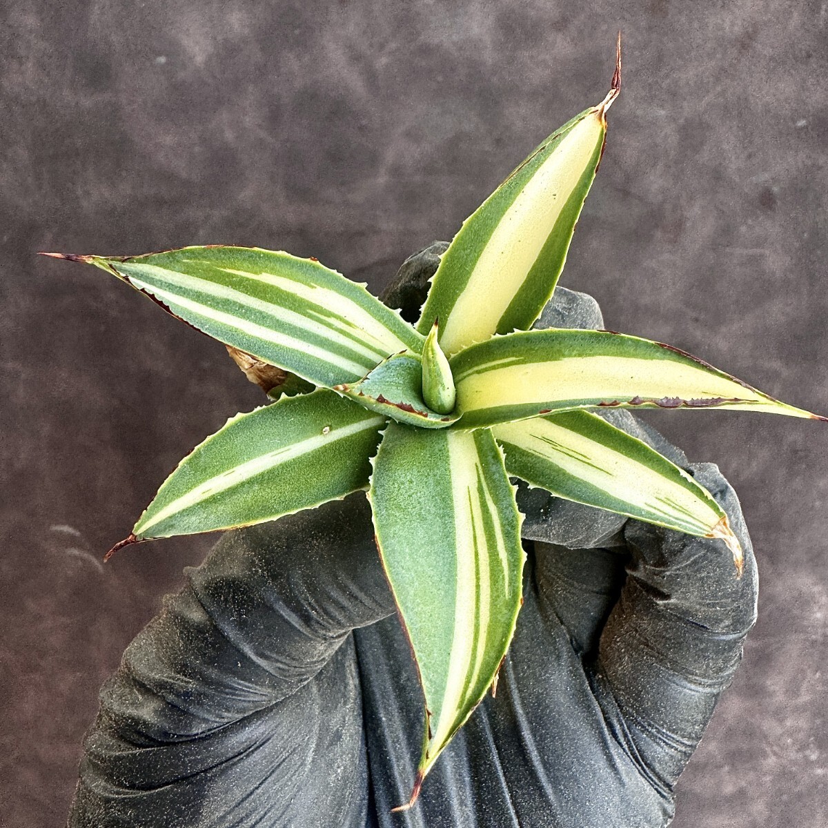 【Lj_plants】H145 多肉植物アガベ スノーグロー錦 黄中斑 優良な血統 極上子株の画像6