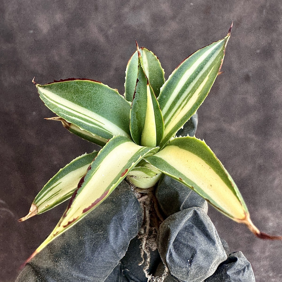 【Lj_plants】H145 多肉植物アガベ スノーグロー錦 黄中斑 優良な血統 極上子株の画像7