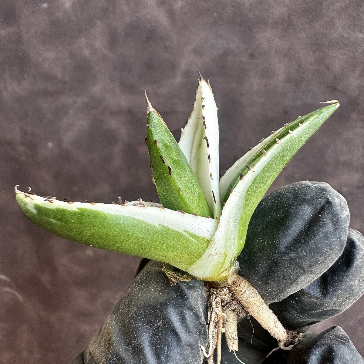 【Lj_plants】H148 多肉植物 アガベ 氷山 変異錦 糊斑 覆輪錦 極上子株 発根済み の画像5