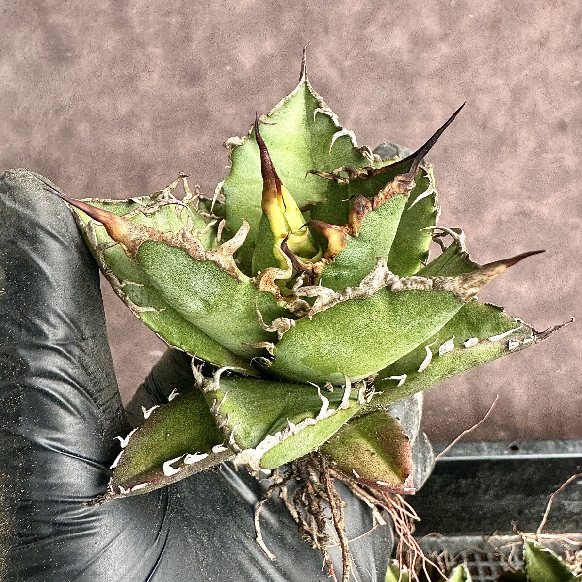 [Lj_plants]H154 agave chitanotasi- The -super caesar carefuly selected finest quality beautiful stock 10 stock including in a package 