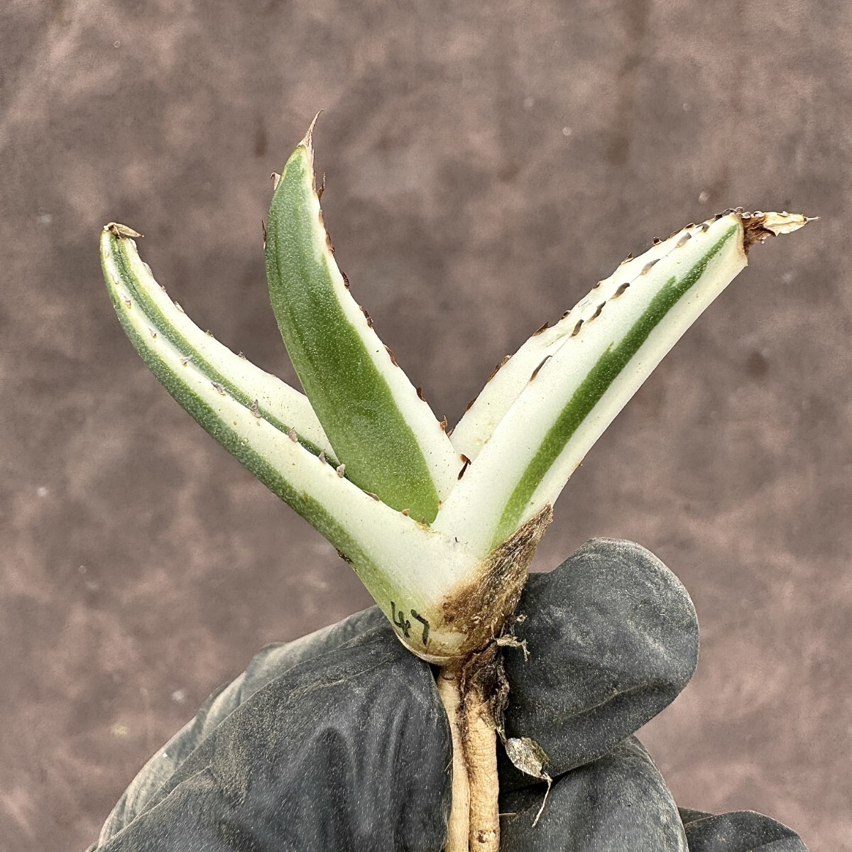【Lj_plants】H47 多肉植物 アガベ 氷山 変異錦 糊斑 覆輪錦 極上子株 発根済み の画像4