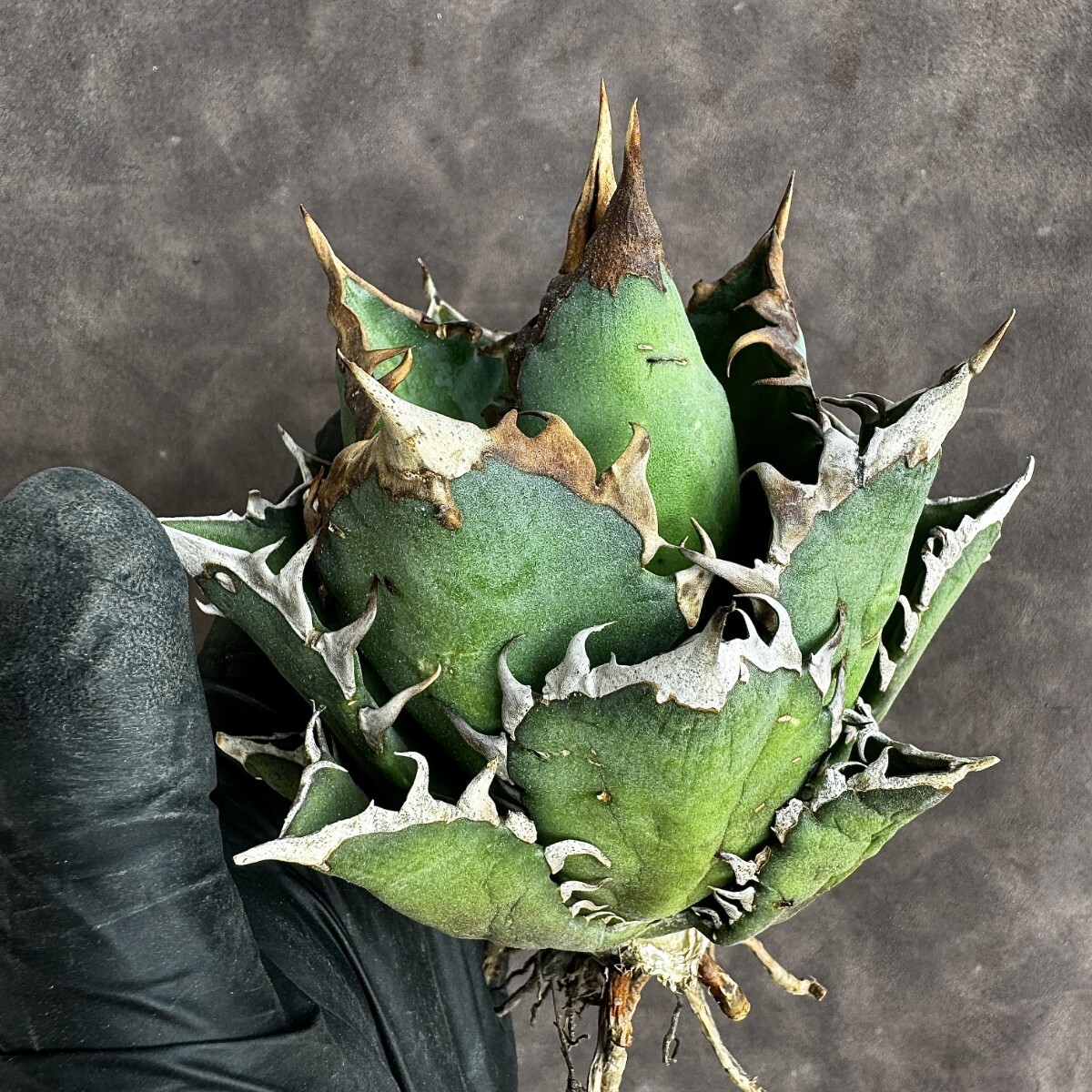 [Lj_plants]H01 agave chitanota red cat we zru red cat ball type a little over . stock beautiful stock 