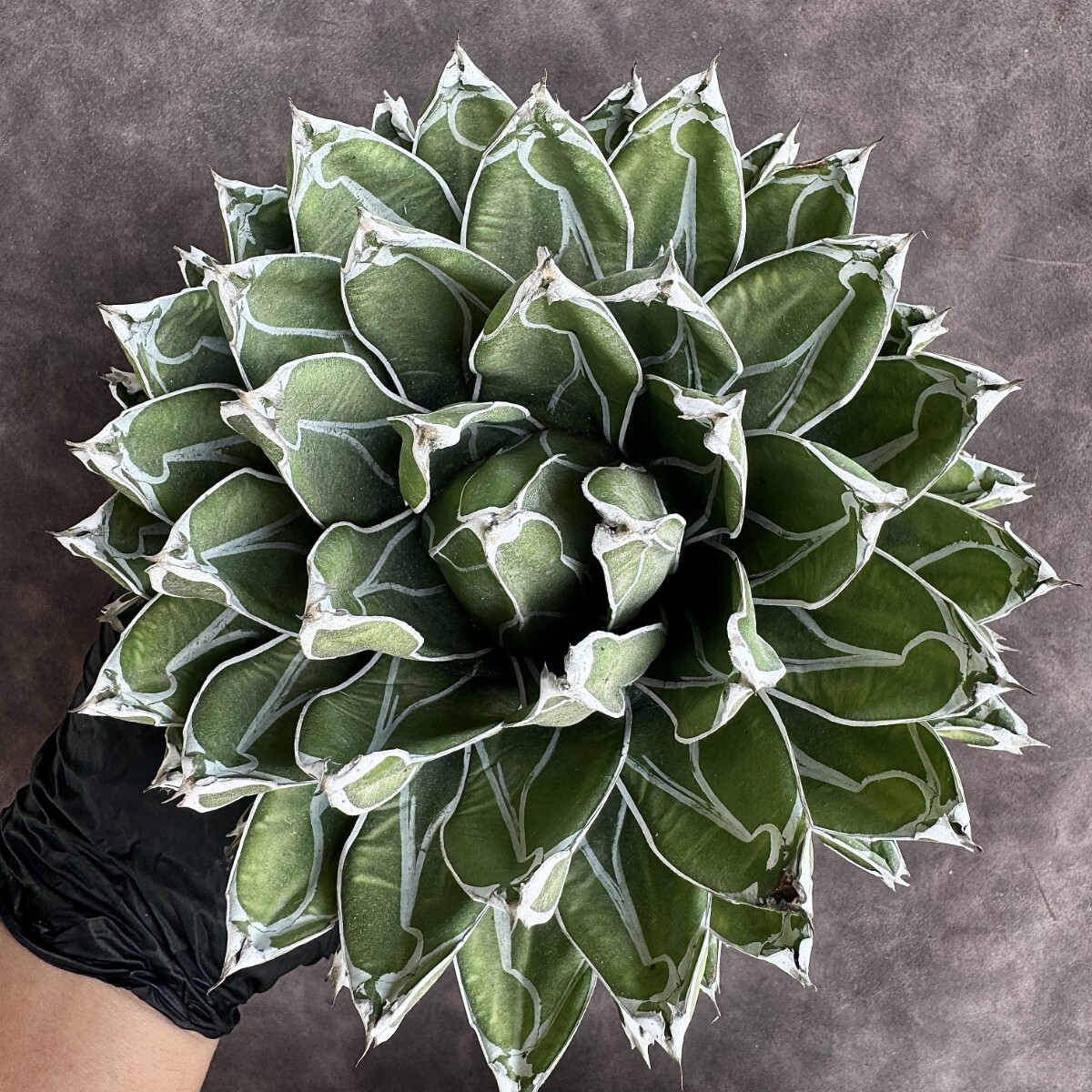 【Lj_plants】H06 多肉植物 アガベ 笹の雪 包葉 球形 超大株 美株の画像8
