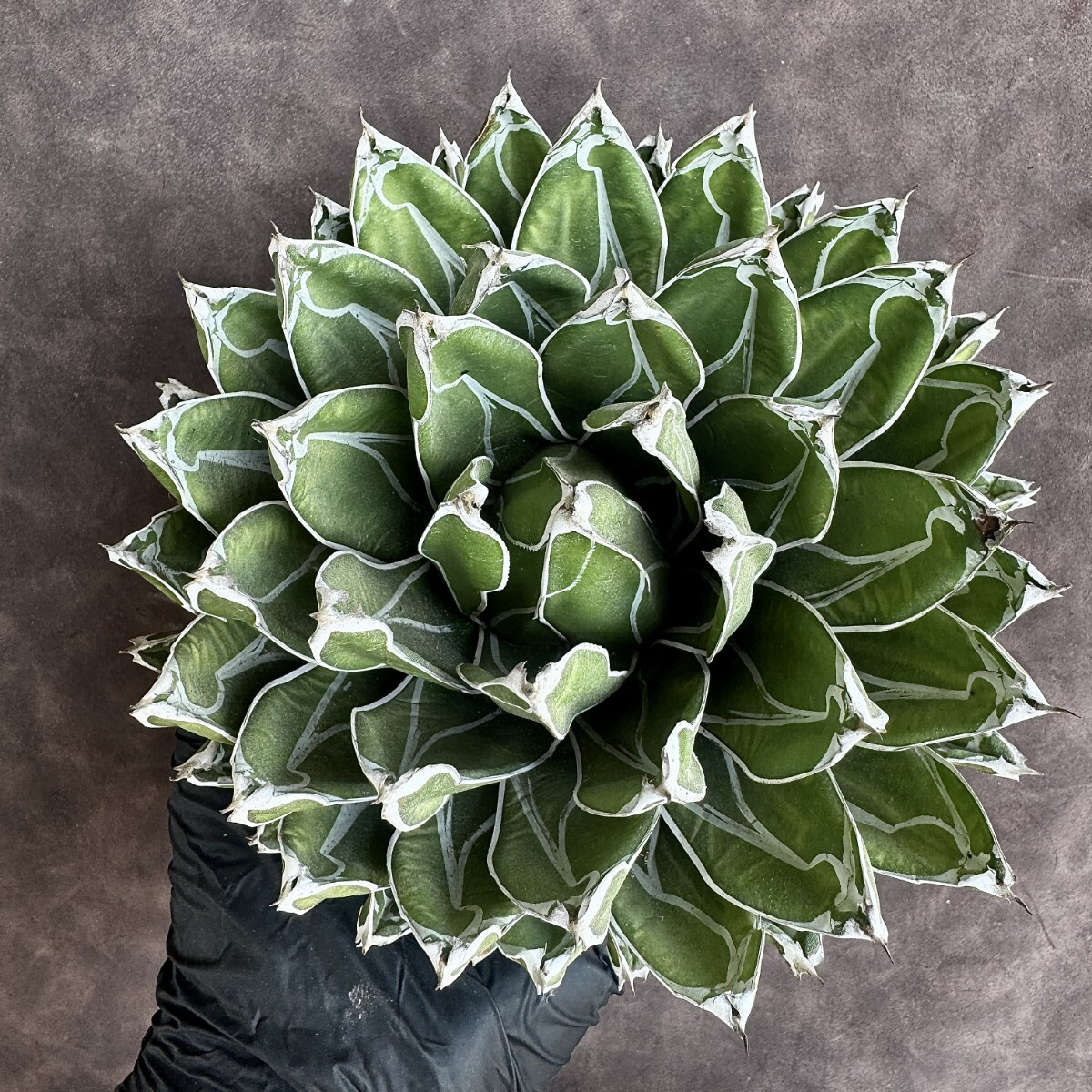 【Lj_plants】H06 多肉植物 アガベ 笹の雪 包葉 球形 超大株 美株の画像1