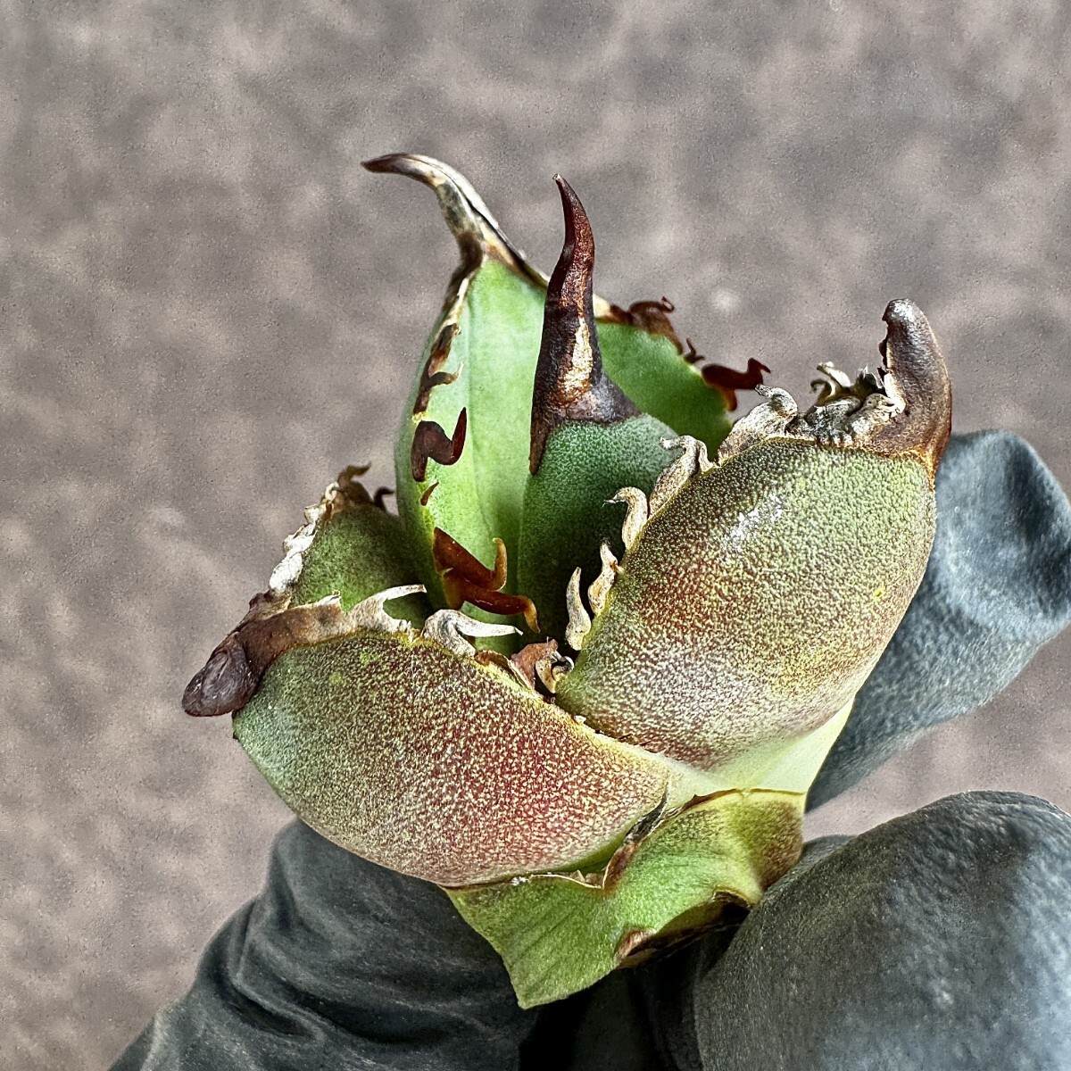 【Lj_plants】H07 アガベ チタノタ 大鋼牙 白排棘 胴切天芽 綺麗株の画像1
