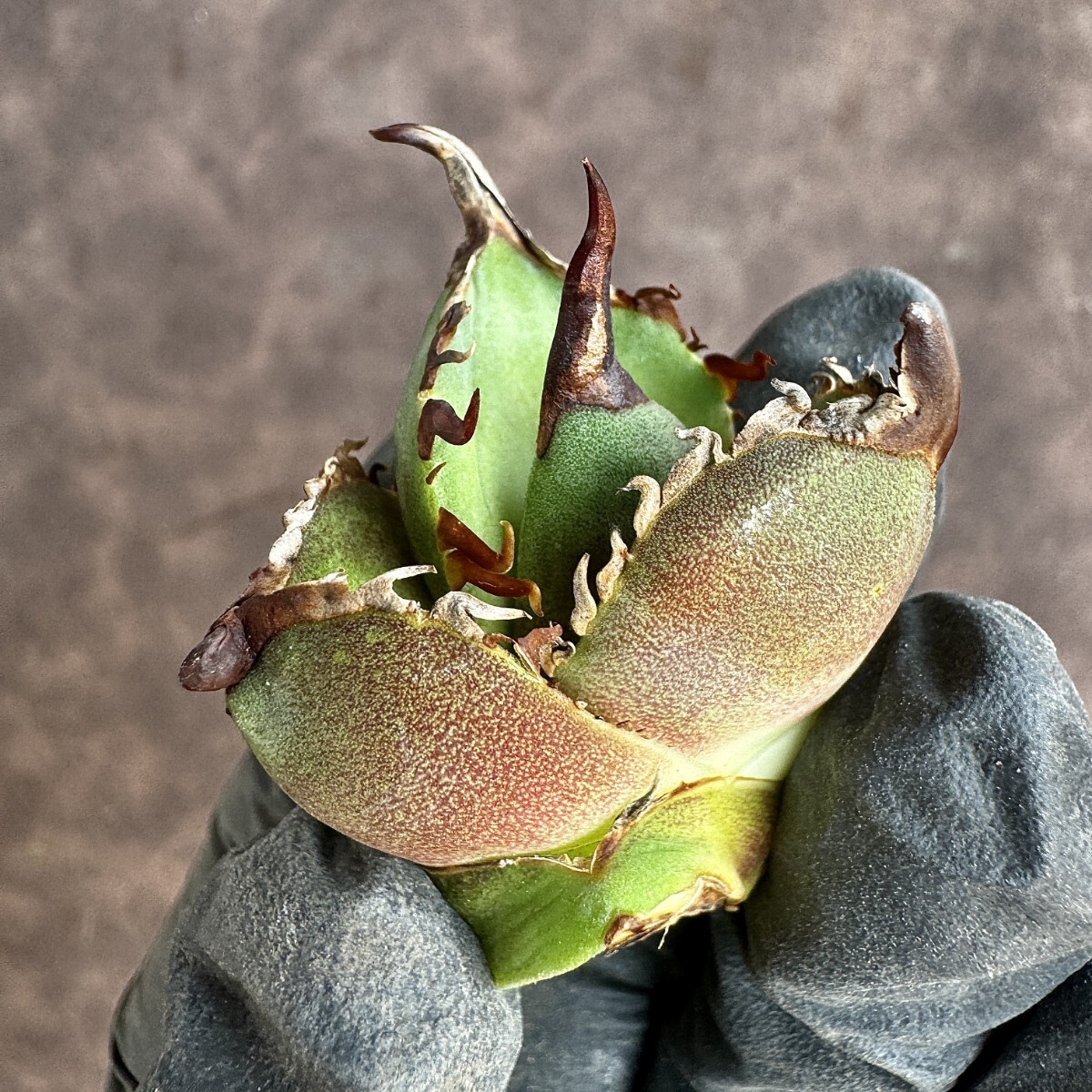 【Lj_plants】H07 アガベ チタノタ 大鋼牙 白排棘 胴切天芽 綺麗株の画像8