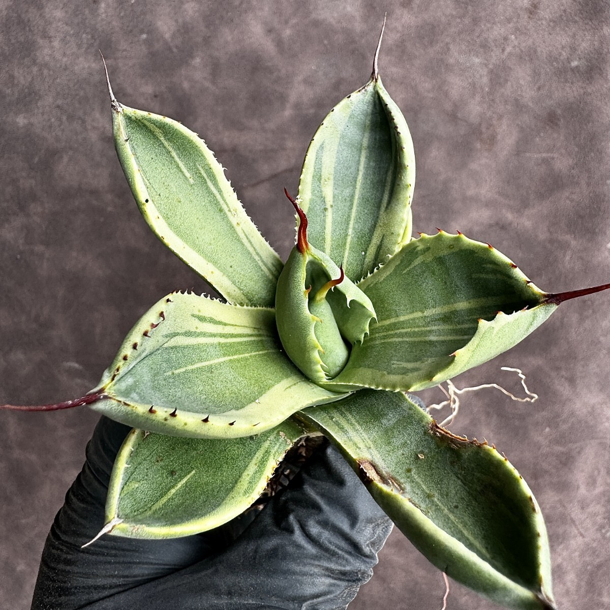 【Lj_plants】H101 アガベ パリー トランカータ ライムストリーク 極上斑です 縞斑 覆輪錦 極上美株の画像3