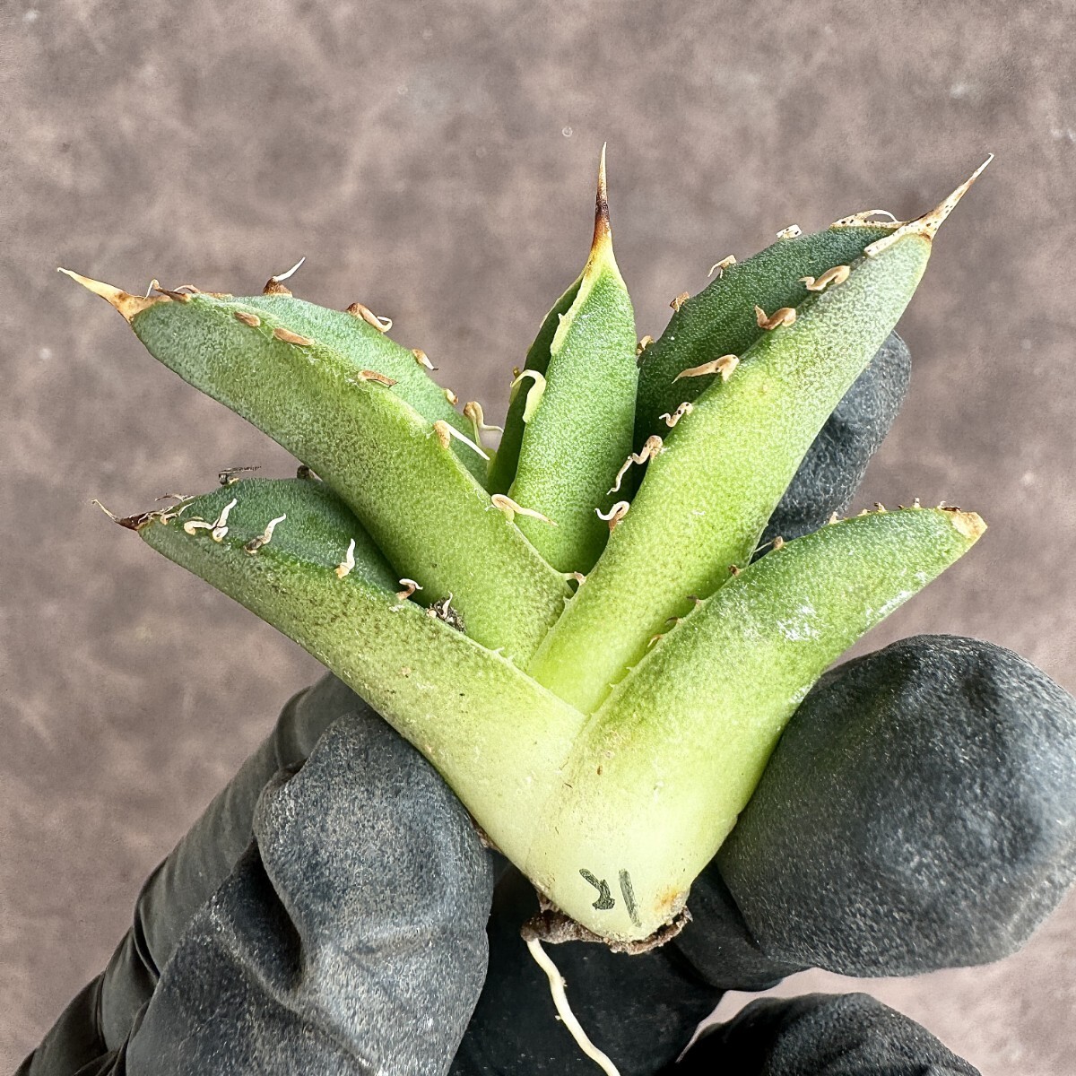 [Lj_plants]H21 carefuly selected agave chitanota white .. madness . a little over white . large . cover trunk cut finest quality . stock 