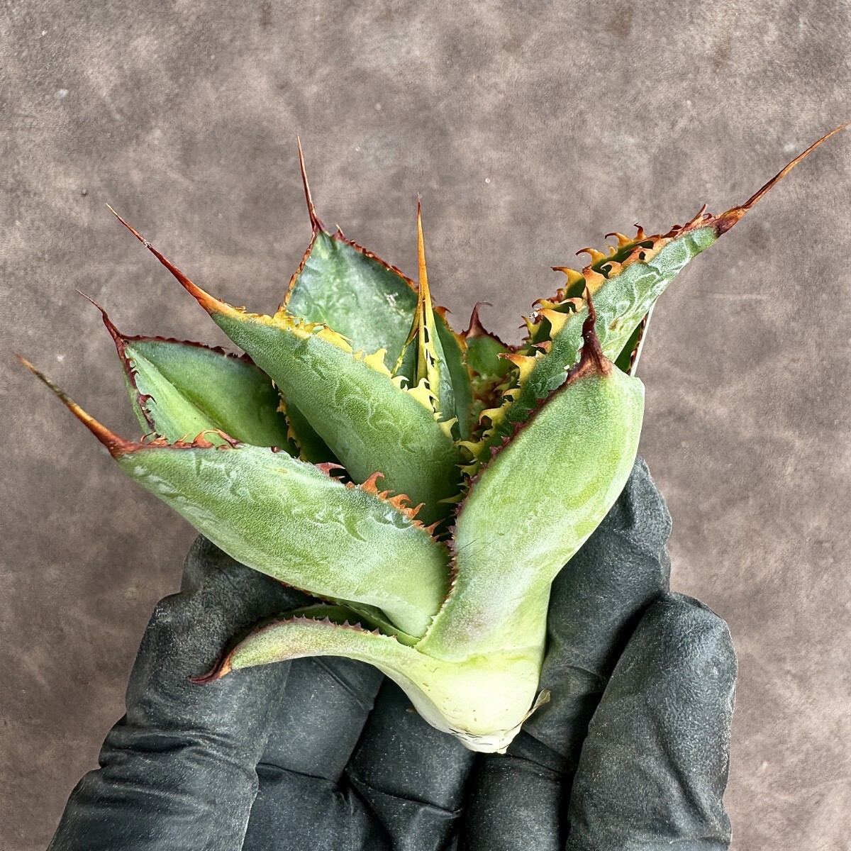 【Lj_plants】 H22 Agave Bovicornuta Reggae Time 胴切 美株 の画像3