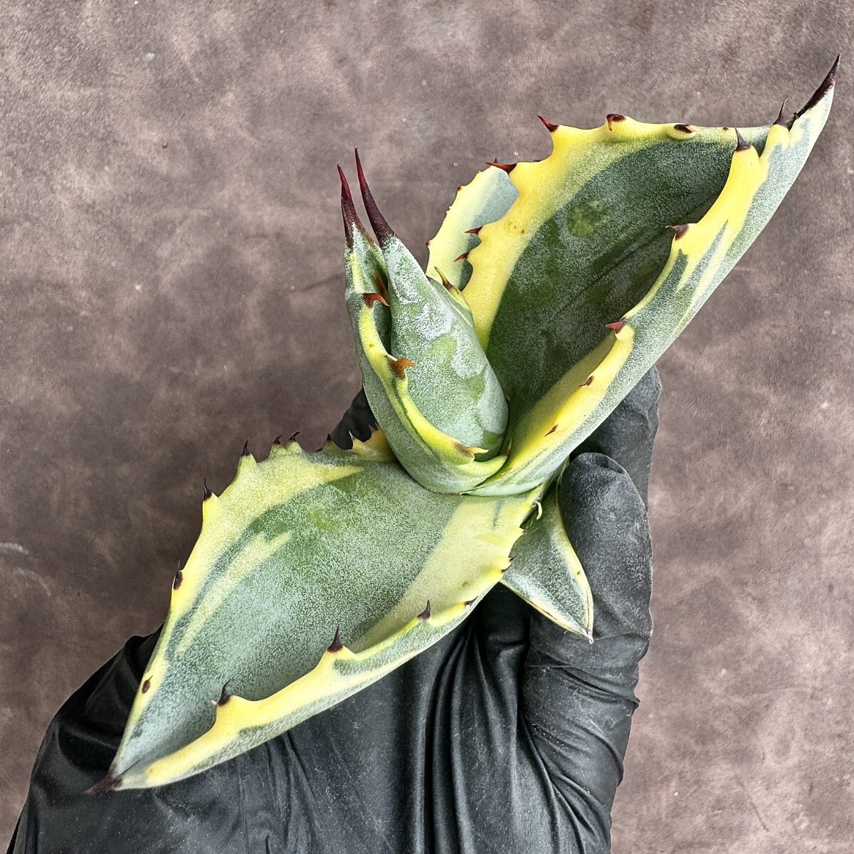 【Lj_plants】H23 多肉植物アガベ フェロックス錦 黄覆輪斑 縞斑 極上美株の画像6