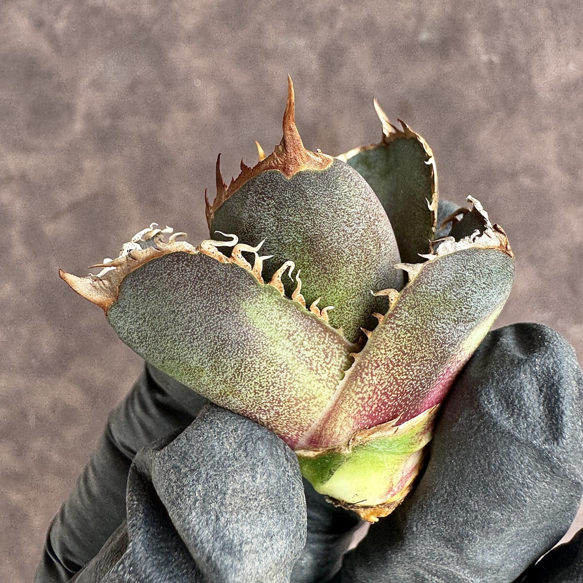 【Lj_plants】H25 アガベ チタノタ 緋紅牡丹 最も特殊な品種 胴切大天芽 球形株の画像5