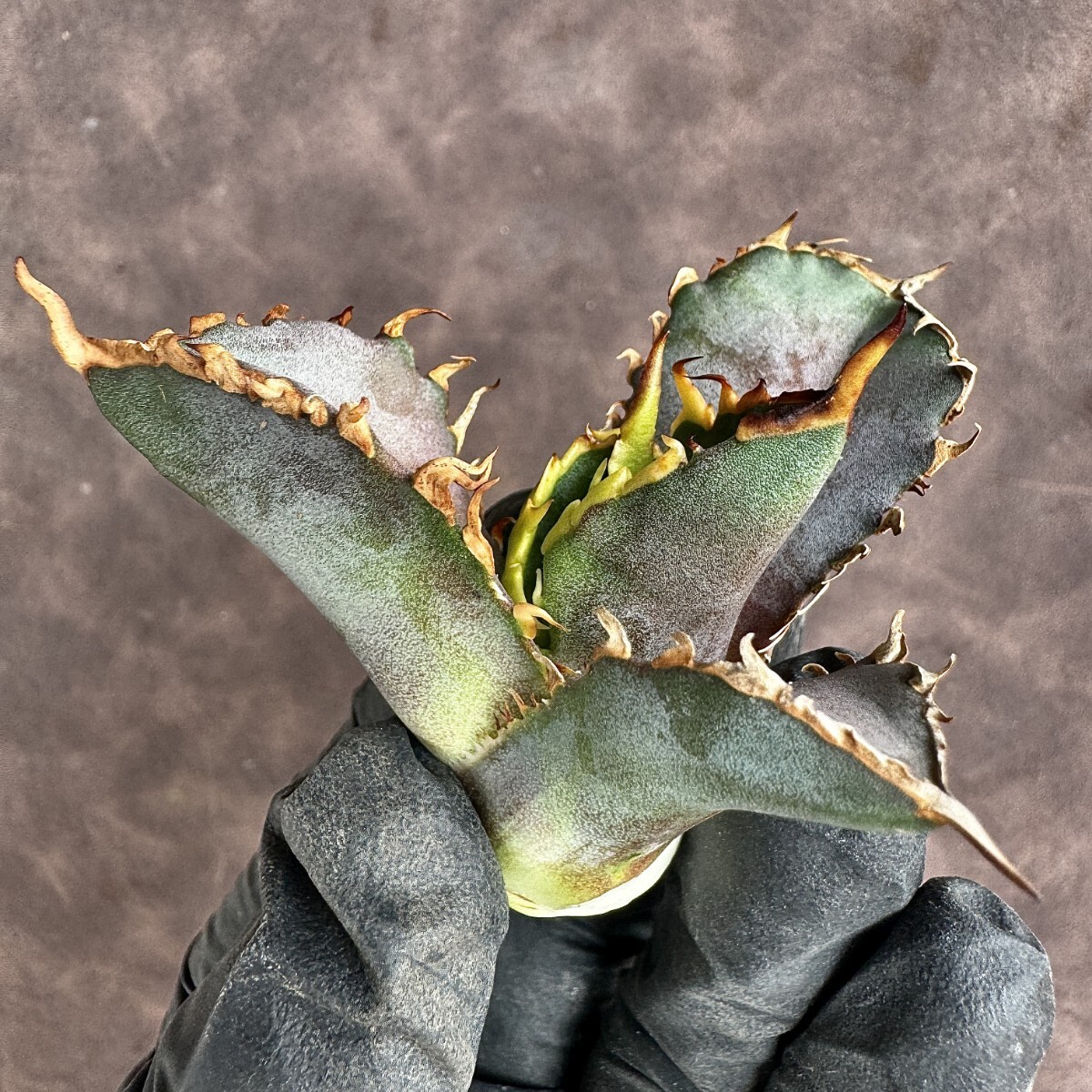 【Lj_plants】 H26 アガベ チタノタ 金剛 優良な血統 agave kingkong 極上子株の画像2