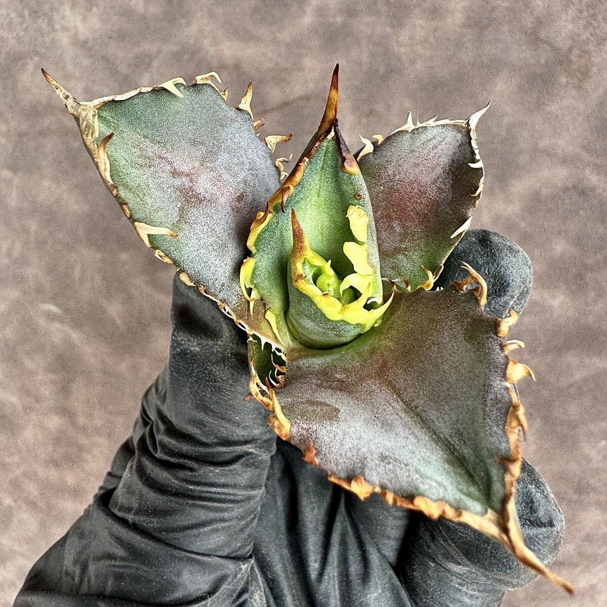 【Lj_plants】 H26 アガベ チタノタ 金剛 優良な血統 agave kingkong 極上子株の画像10