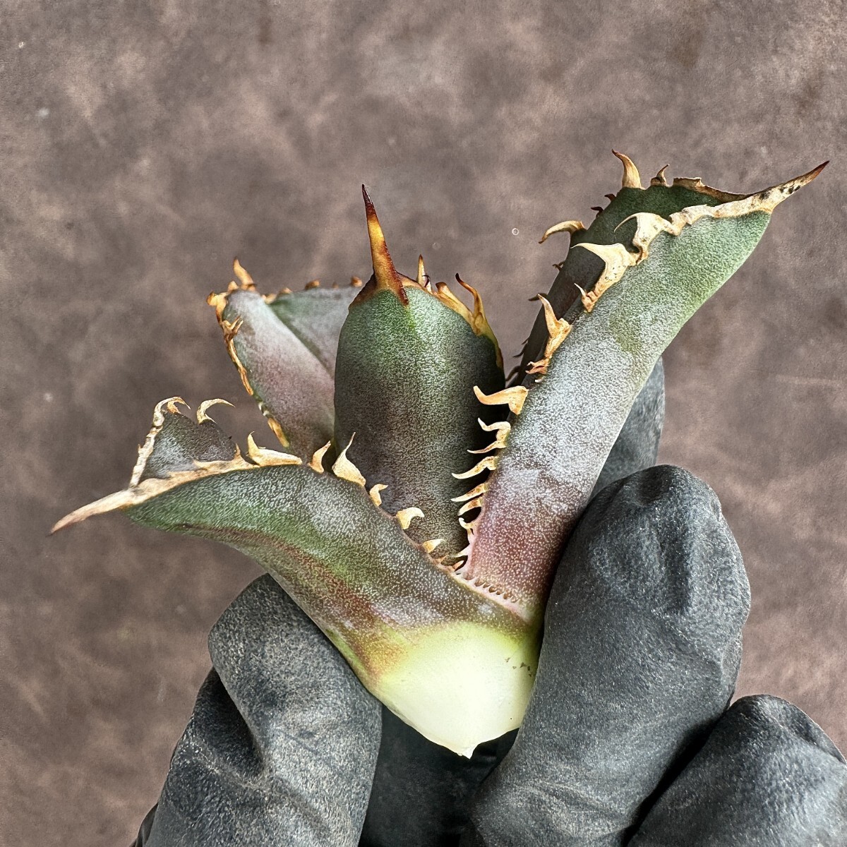 【Lj_plants】 H26 アガベ チタノタ 金剛 優良な血統 agave kingkong 極上子株の画像7