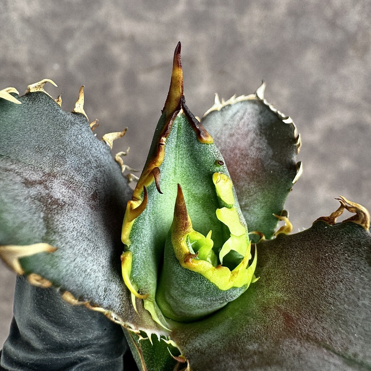 【Lj_plants】 H26 アガベ チタノタ 金剛 優良な血統 agave kingkong 極上子株_画像6