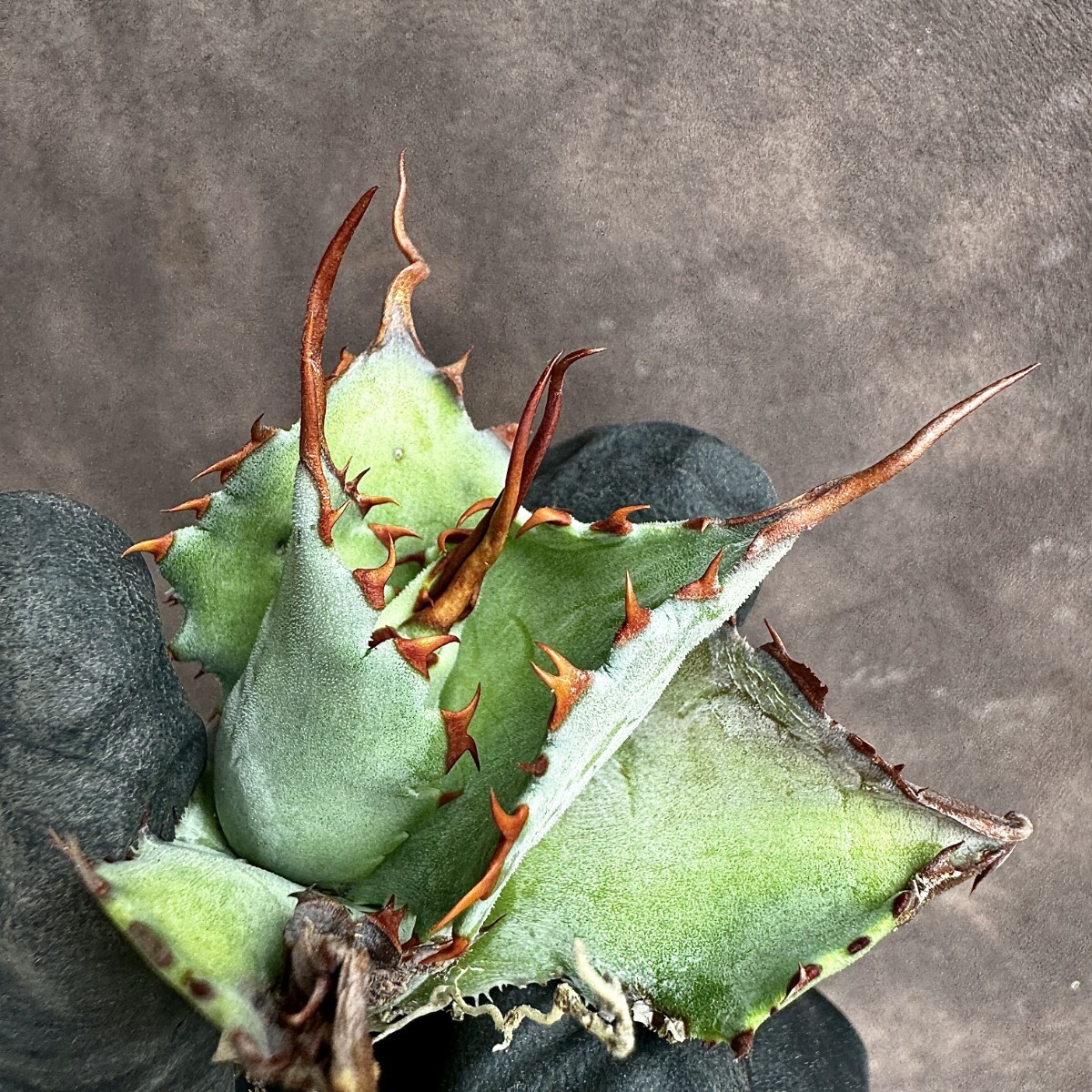 【Lj_plants】H49 アガベ 多肉植物 ‘Spawn'×イシスメンシス×グアダラハラナ 極上強棘 陽炎 極上子株の画像8