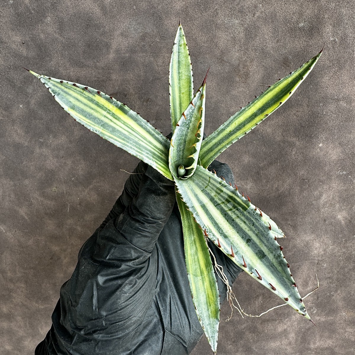 [Lj_plants]H51 agave ... Mai .... finest quality a little over ...S Class is rare stock finest quality beautiful stock 