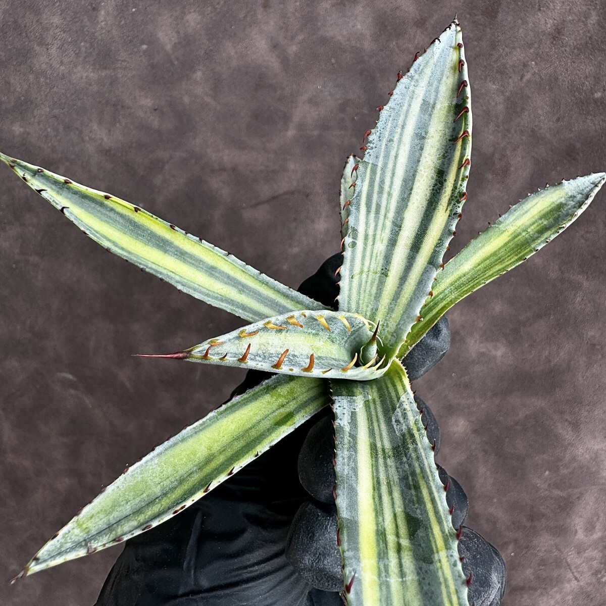 [Lj_plants]H51 agave ... Mai .... finest quality a little over ...S Class is rare stock finest quality beautiful stock 