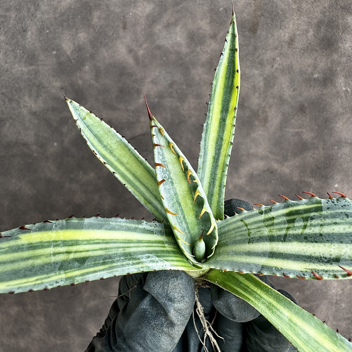 [Lj_plants]H51 agave ... Mai .... finest quality a little over ...S Class is rare stock finest quality beautiful stock 