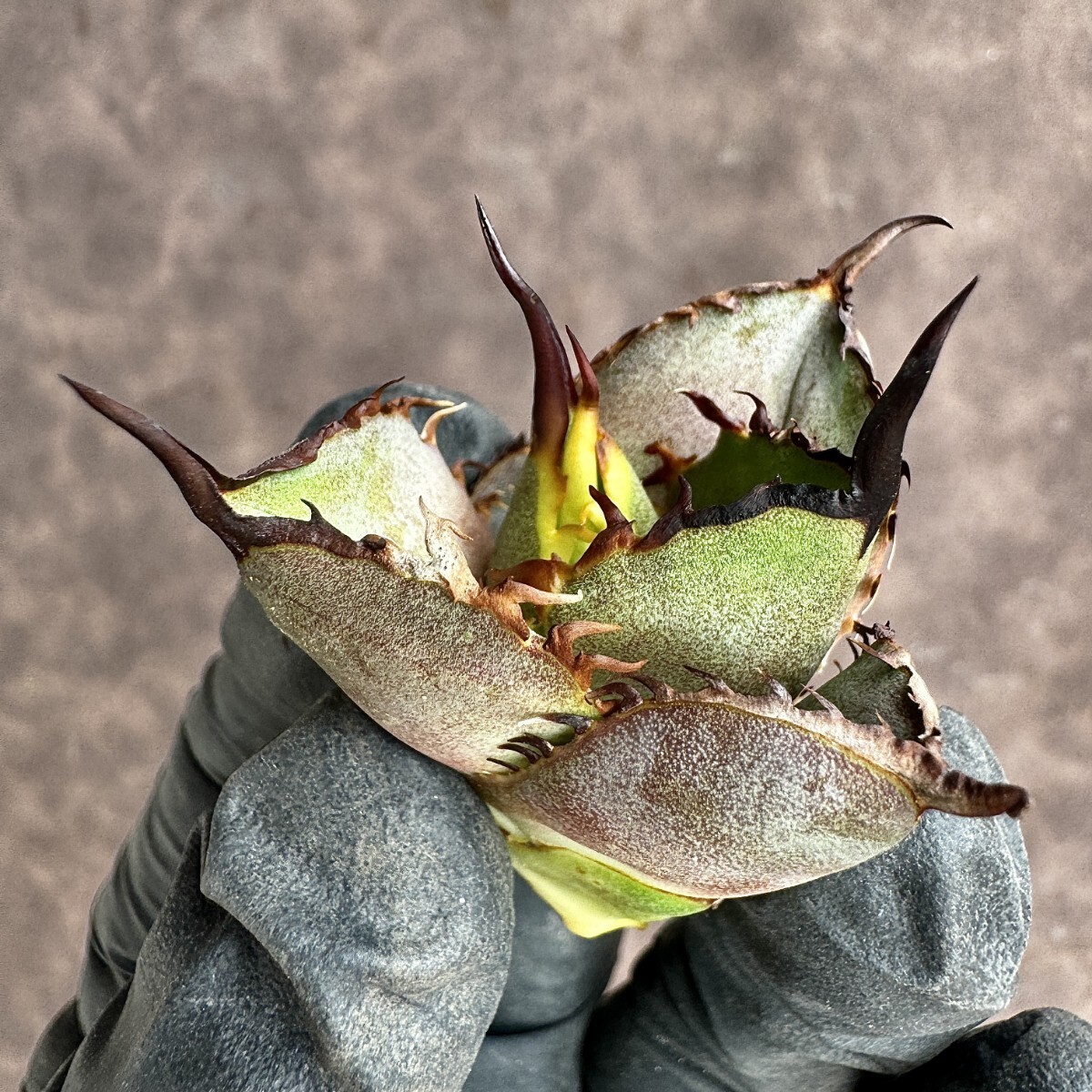 【Lj_plants】H54 アガベ チタノタ ウルヴァリン agave 金剛狼 極上強棘 狂刺 極上子株 _画像1