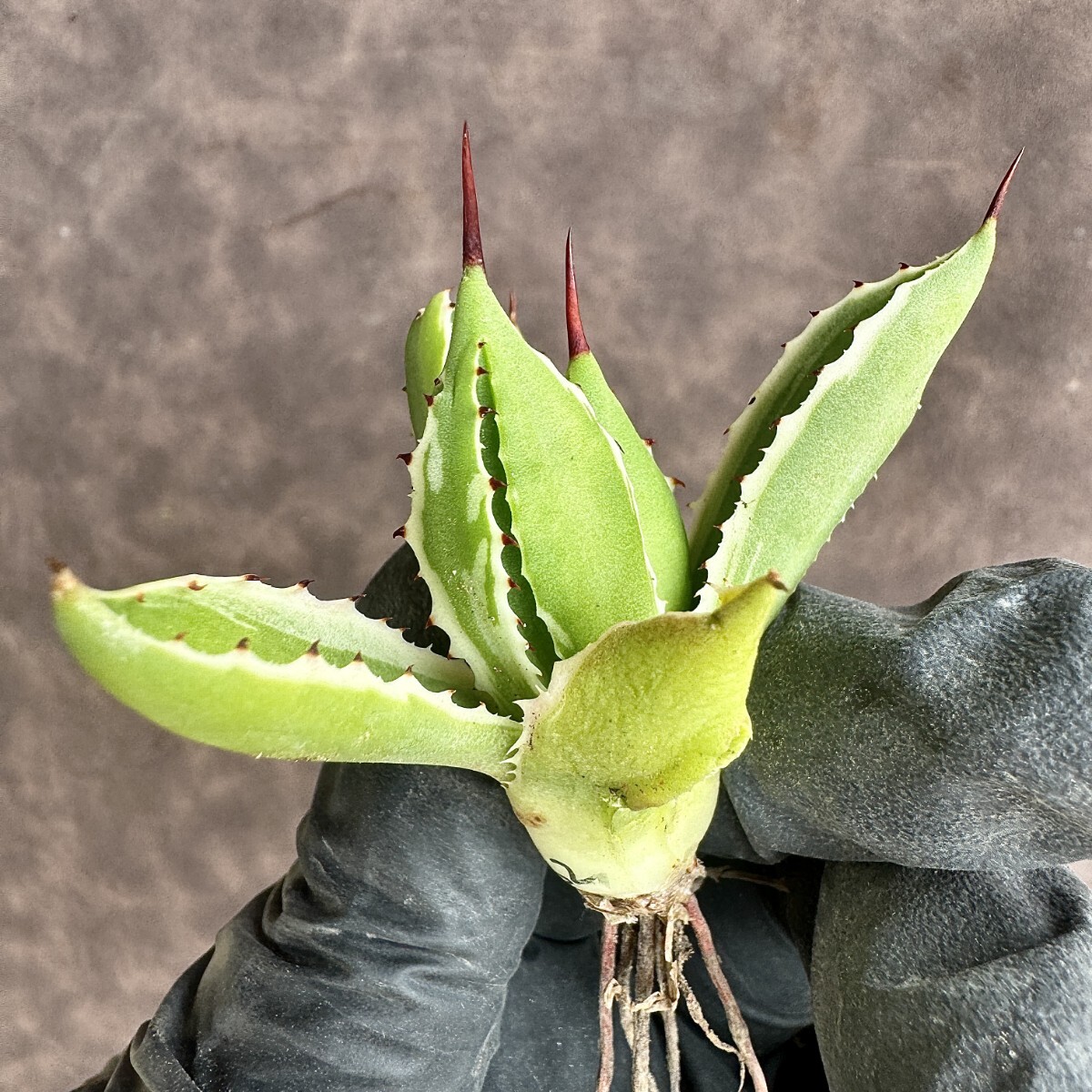 【Lj_plants】H62 多肉植物アガベ ポタトラム モンスト キュービック 白覆輪錦 極上錦 退錦払い戻し 極美極上株 の画像3