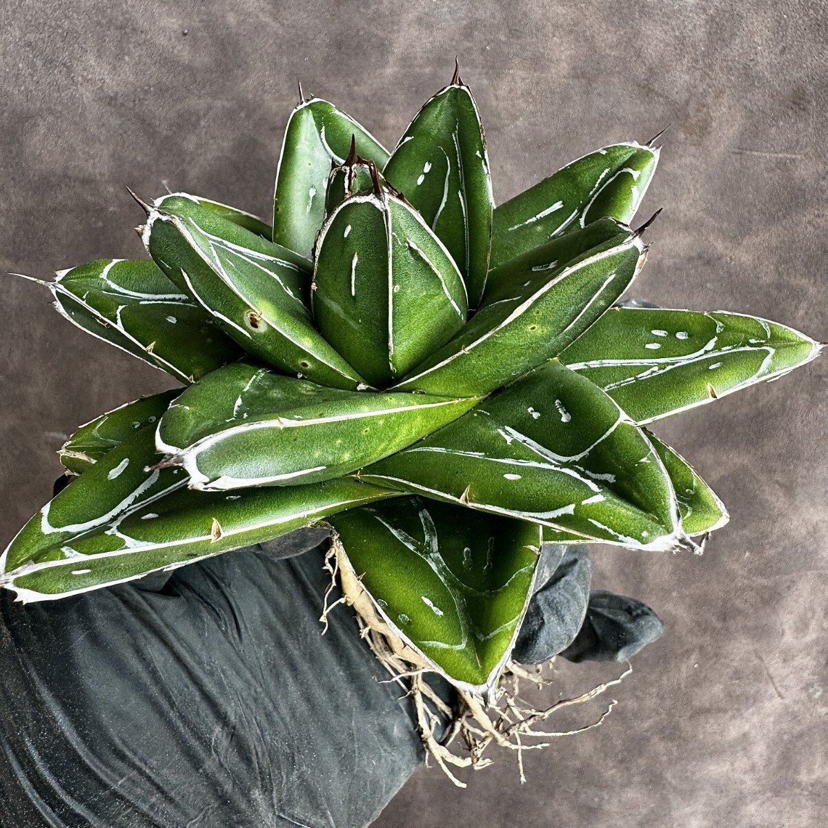 【Lj_plants】H65 多肉植物アガベ D型 笹の雪 極上美株の画像5