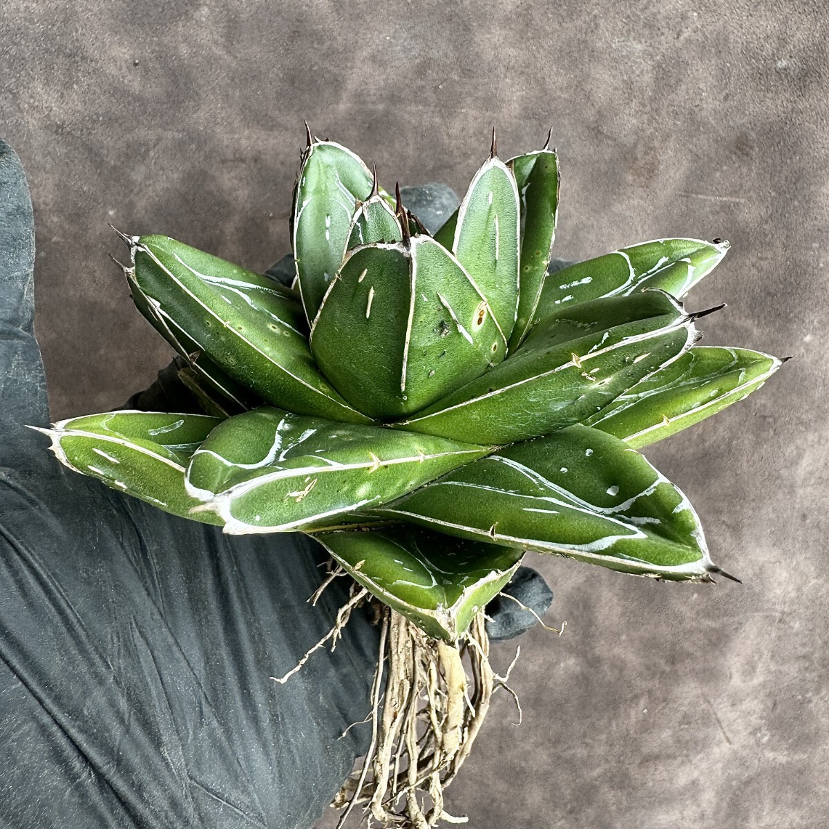 [Lj_plants]H65 succulent plant agave D type .. snow finest quality beautiful stock 