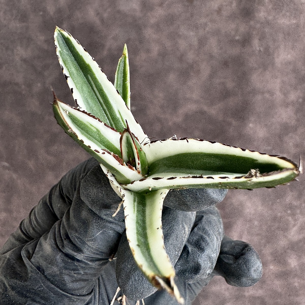 [Lj_plants]H71 succulent plant agave ice mountain . wheel . finest quality . stock departure root ending 