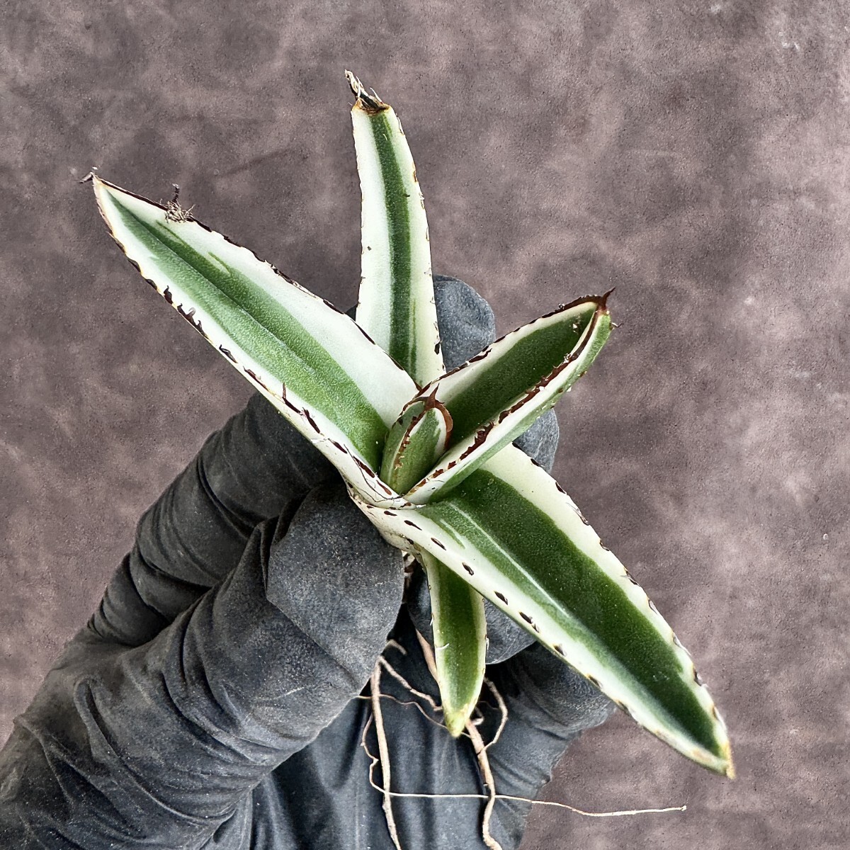 [Lj_plants]H71 succulent plant agave ice mountain . wheel . finest quality . stock departure root ending 