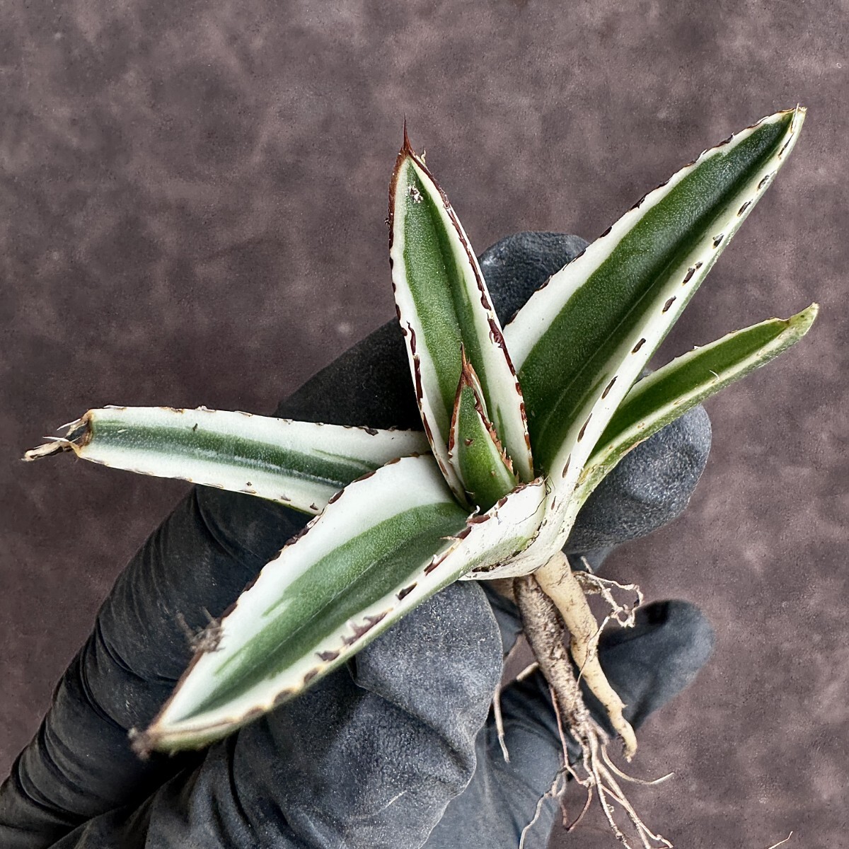 [Lj_plants]H71 succulent plant agave ice mountain . wheel . finest quality . stock departure root ending 