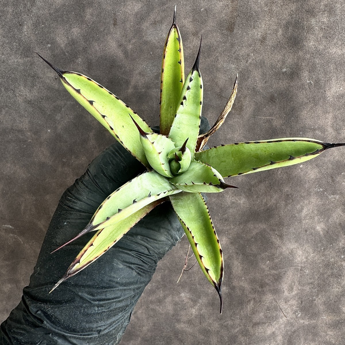 【Lj_plants】H73 アガベ マクロアカンサ Agave macroacantha 極上大子株1株の画像9