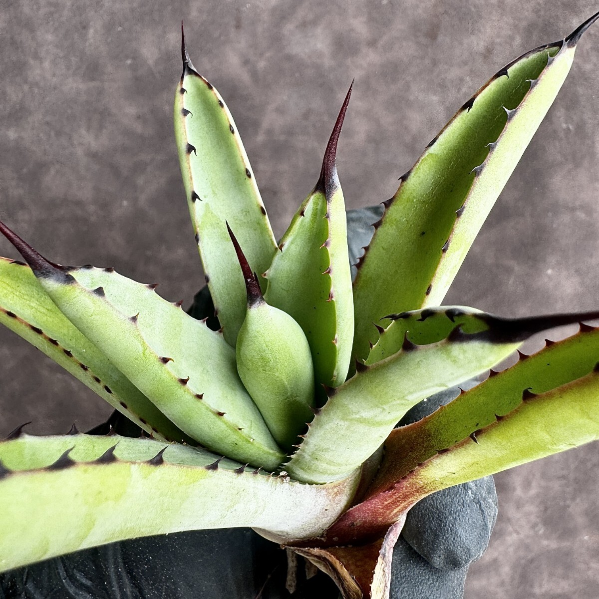 [Lj_plants]H73 agave macro a can saAgave macroacantha finest quality large . stock 1 stock 