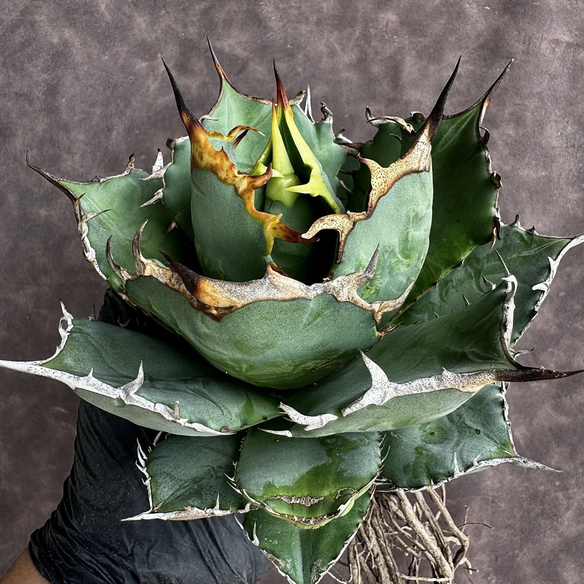 [Lj_plants]H79 agave chitanota super class .. dragon a little over . carefuly selected finest quality beautiful stock 