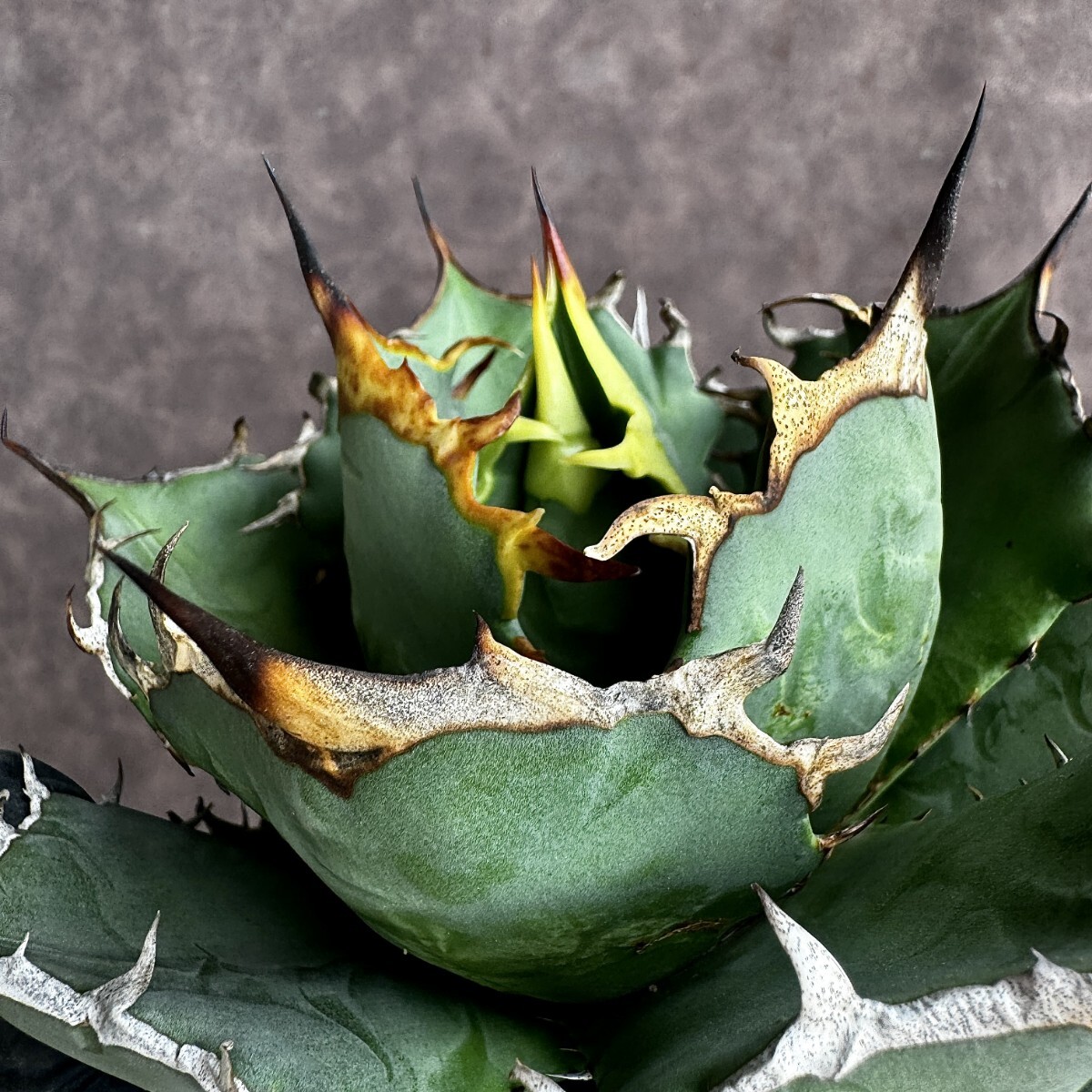 [Lj_plants]H79 agave chitanota super class .. dragon a little over . carefuly selected finest quality beautiful stock 