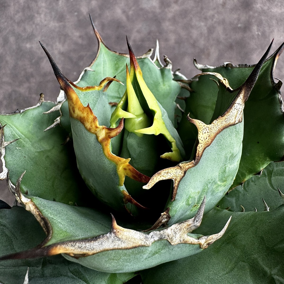 [Lj_plants]H79 agave chitanota super class .. dragon a little over . carefuly selected finest quality beautiful stock 