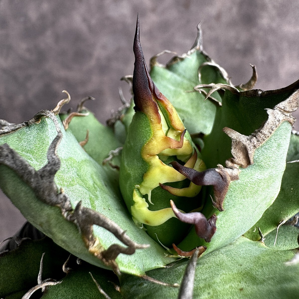 [Lj_plants]H82 agave chitanotasi- The -super caesar carefuly selected finest quality beautiful stock 