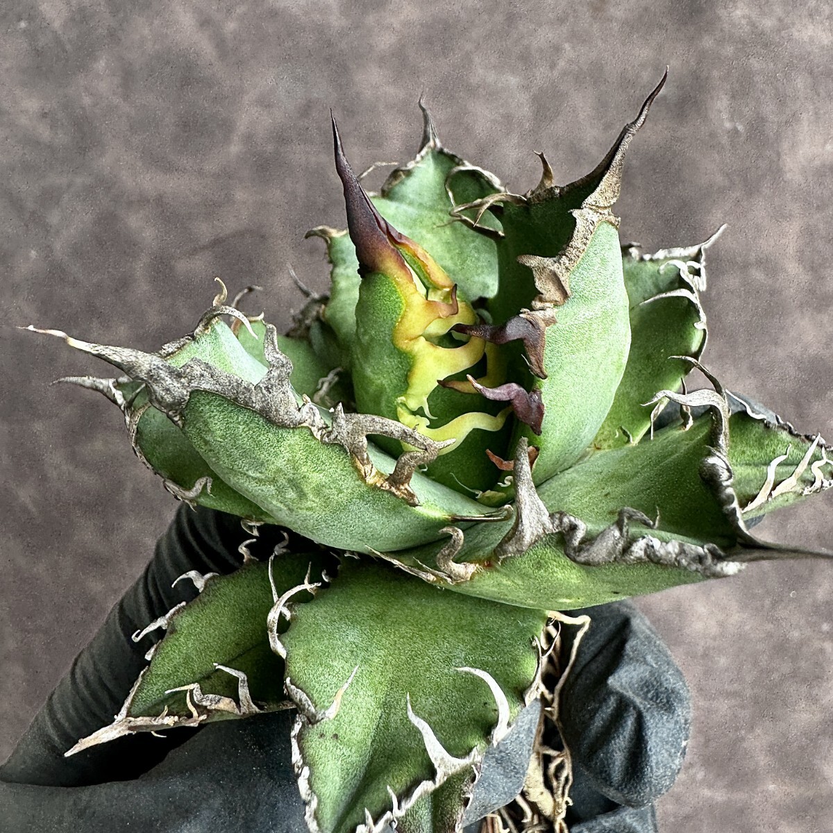 [Lj_plants]H82 agave chitanotasi- The -super caesar carefuly selected finest quality beautiful stock 