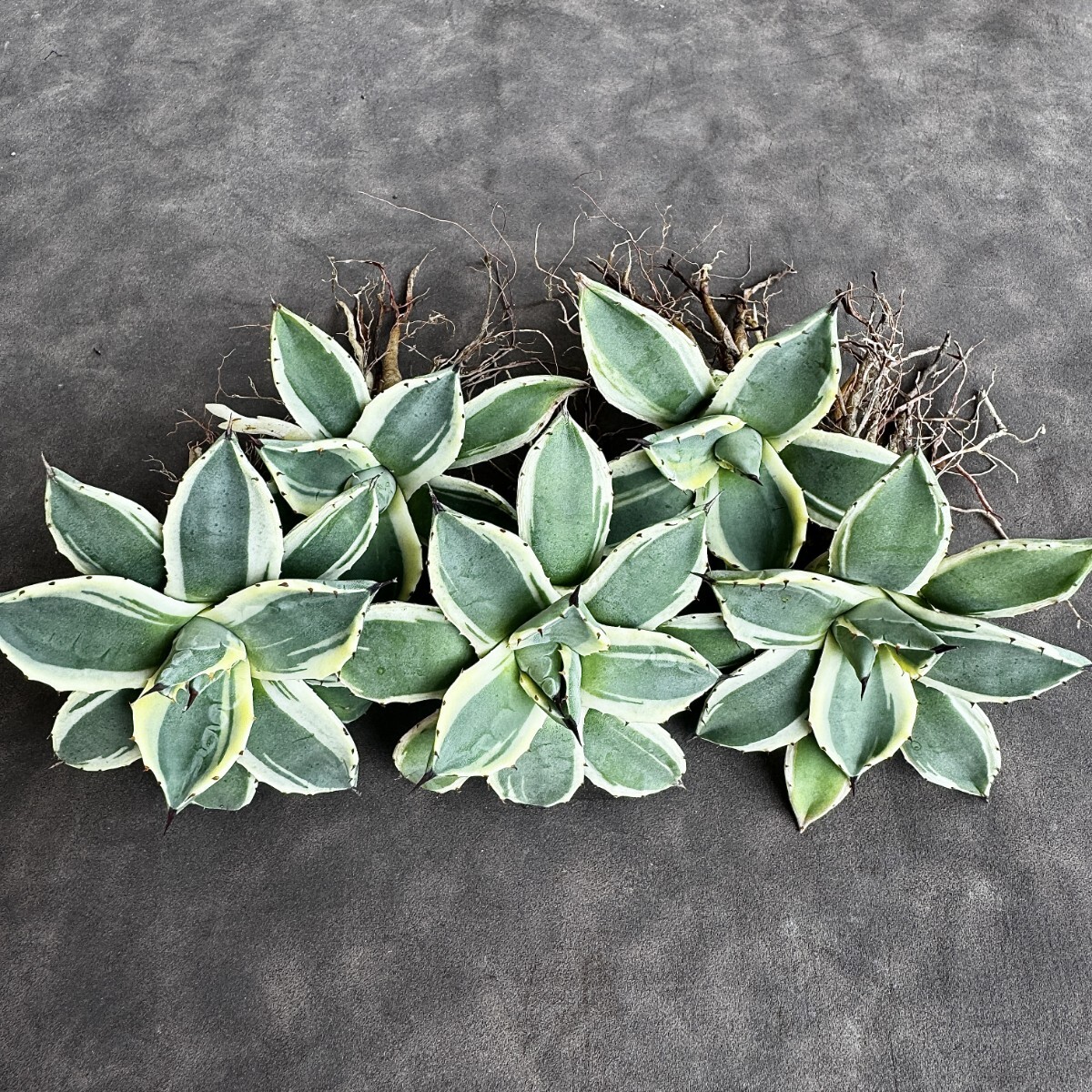 [Lj_plants] H99 agave a pra na-ta cream spike me Rico . yellow . wheel . ultimate beautiful finest quality stock 5 stock including in a package 