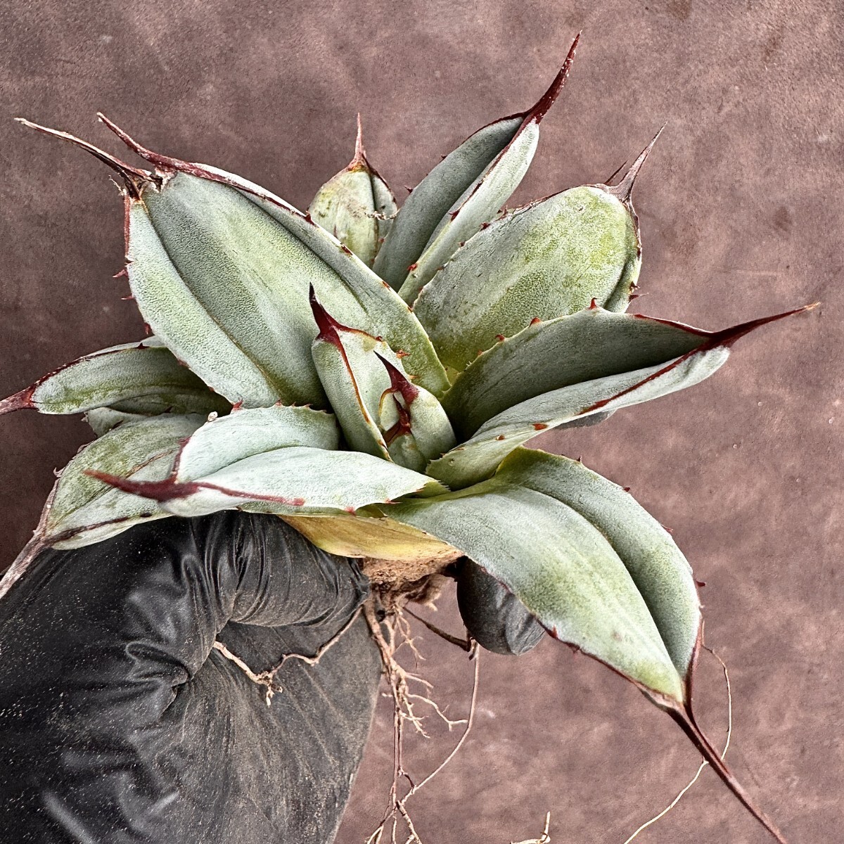 [Lj_plants]H104 agave Paris - tiger n car ta Mu Tanto special unevenness . entering stone . finest quality beautiful stock 2 head 
