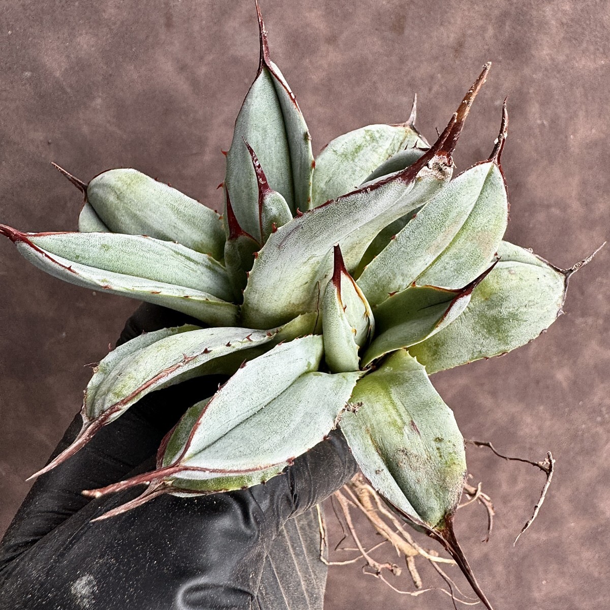 [Lj_plants]H104 agave Paris - tiger n car ta Mu Tanto special unevenness . entering stone . finest quality beautiful stock 2 head 